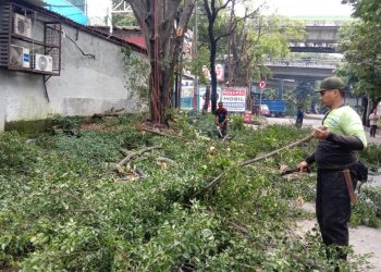 Pasukan Hijau Pangkas 25 Pohon Rawan Tumbang di Kebayoran Lama