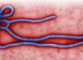 Wabah Ebola Spesies Langka Bundibugyo Mengganas, Belum Ada Vaksin